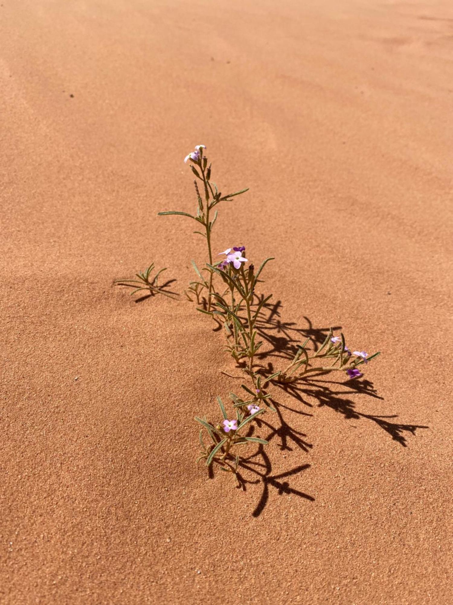 Desert'S Soul Wadi Rum Ad Disah Exterior foto