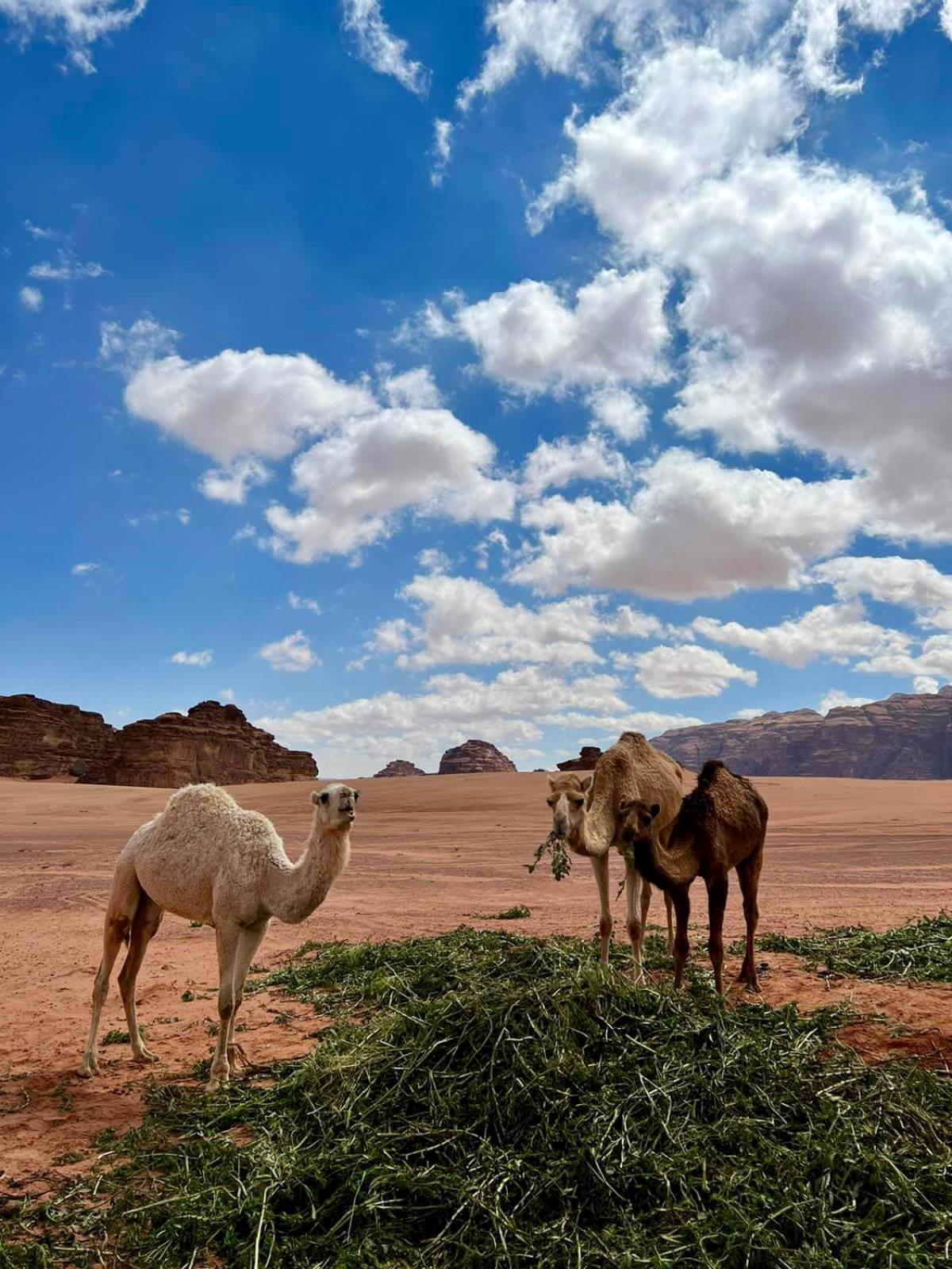 Desert'S Soul Wadi Rum Ad Disah Exterior foto