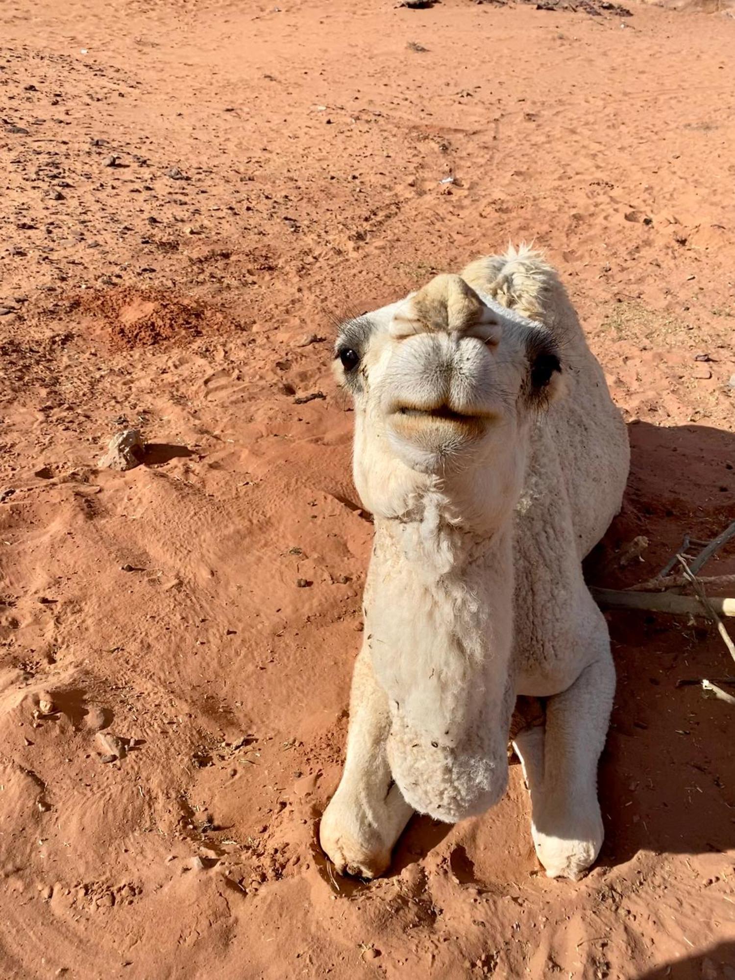Desert'S Soul Wadi Rum Ad Disah Exterior foto